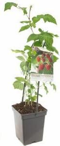 Plantenwinkel.nl Zomerframboos (rubus idaeus "Malling Promise") fruitplanten In 5 liter pot 1 stuks