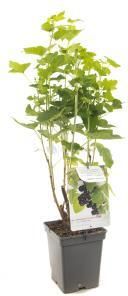 Plantenwinkel.nl Zwarte bes (ribes nigrum) fruitplanten In 2 liter pot 1 stuks