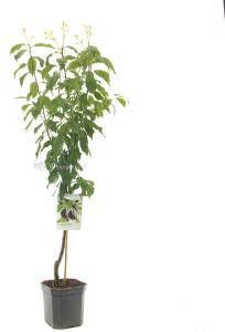 Plantenwinkel.nl Pruimenboom (prunus domestica "Hauszwetsche") fruitbomen In 7 liter pot 1 stuks