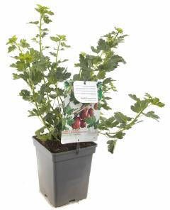 Plantenwinkel.nl Rode kruisbes (ribes uva crispa "Captivator") fruitplanten In 2 liter pot 1 stuks