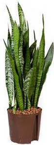 Plantenwinkel.nl Sansevieria zeylanica L hydrocultuur plant