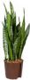 Plantenwinkel.nl Sansevieria zeylanica L hydrocultuur plant - Thumbnail 2