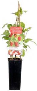 Plantenwinkel.nl Zomerframboos (rubus idaeus "Malling Promise") fruitplanten In 2 liter pot 1 stuks