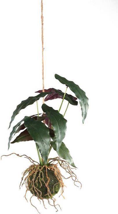 PTMD Leaves Plant hanging typhonium trifoliatum