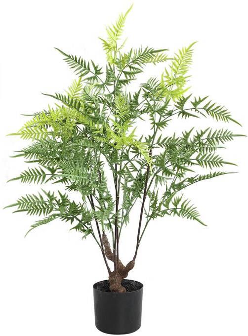 PTMD Tree Green horsetail fern in black pot small