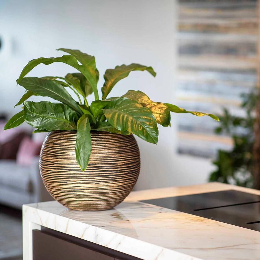 Capi Europe Vaas bol Rib NL 62x48 Goud Opening Ø40 Bloempot voor binnen en buiten Levenslang garantie Breukbestendig 100% Recyclebaar CO2 Neutraal geproduceerd KBGR271 - Foto 2