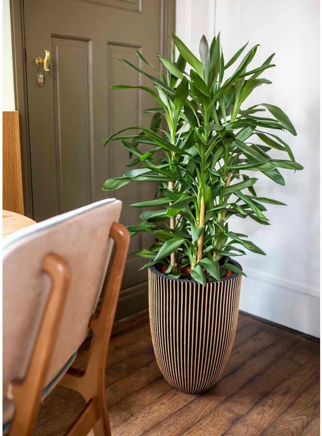 Capi Europe Vaas elegant laag Groove NL 34x46 Goud Opening Ø27 Bloempot voor binnen en buiten Levenslang garantie Breukbestendig 100% Recyclebaar CO2 Neutraal geproduceerd KGVGB782 - Foto 2