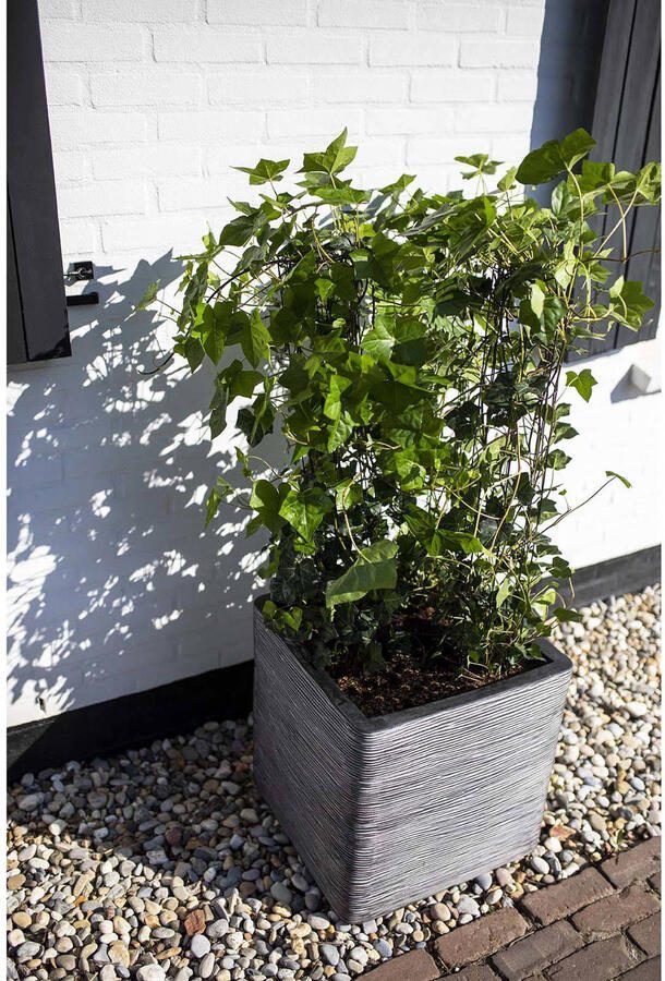 Capi Europe Bloempot vierkant Rib NL 30x30x30 Antraciet Opening Ø24 Voor binnen en buiten Levenslang garantie Breukbestendig 100% Recyclebaar KOFZ902 Opening Ø24 Bloempot voor binnen 5 jaar garantie KOFZ902 - Foto 3