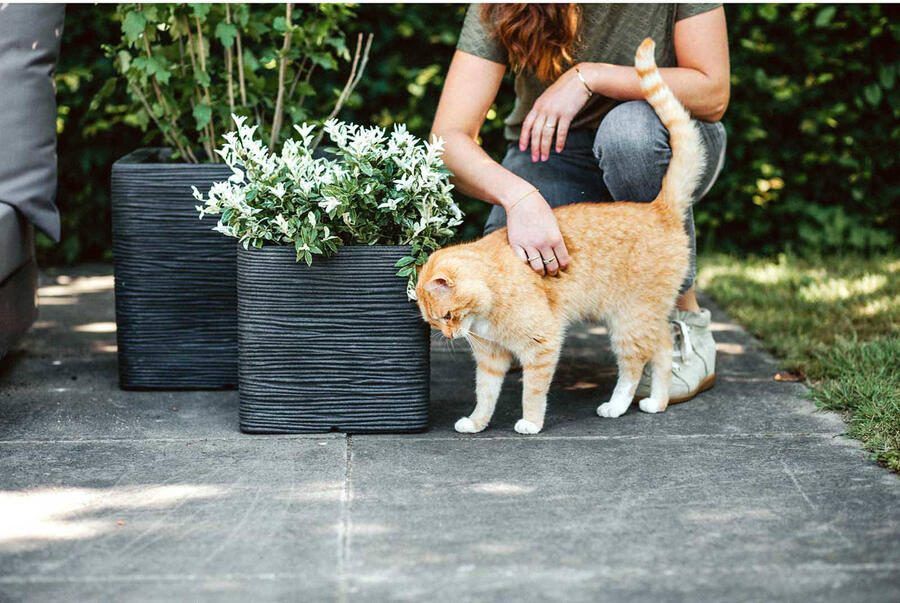 Capi Europe Bloempot vierkant Rib NL 40x40x40 Zwart Opening Ø32 Voor binnen en buiten Levenslang garantie Breukbestendig 100% Recyclebaar KBLR903 Opening Ø32 Bloempot voor binnen 5 jaar garantie KBLR903 - Foto 2