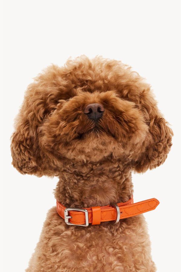 Dogguo & Loavies Hondenhalsband EMB-COLLAR-ORANGE-M