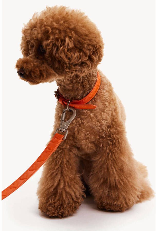 Dogguo & Loavies Hondenriem EMB-LEASH-ORANGE-M