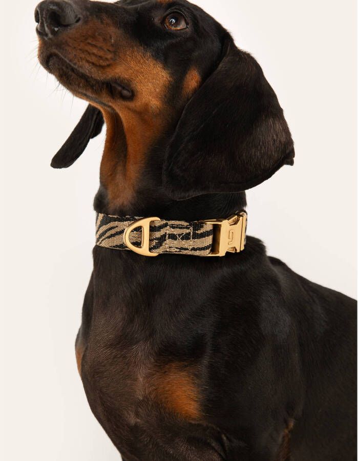 Dogguo hondenhalsband ZEBRA-COLLAR-BEIGE BLACK-XS