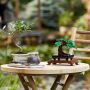 LEGO Creator Expert 10281 Bonsai creatieve hobby voor volwassenen DIY botanische decoratieset - Thumbnail 5