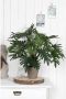 Mica Decorations Groene Philondendron kunstplant 60 cm Kunstplanten - Thumbnail 3