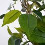 Mica Decorations Ficus Natasja Kunstplant in Bloempot Stan H40 x Ø30 cm Groen - Thumbnail 3