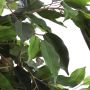 Mica Decorations Ficus Benjamina 105x60 Cm Groen In Plastic Pot Groen - Thumbnail 3