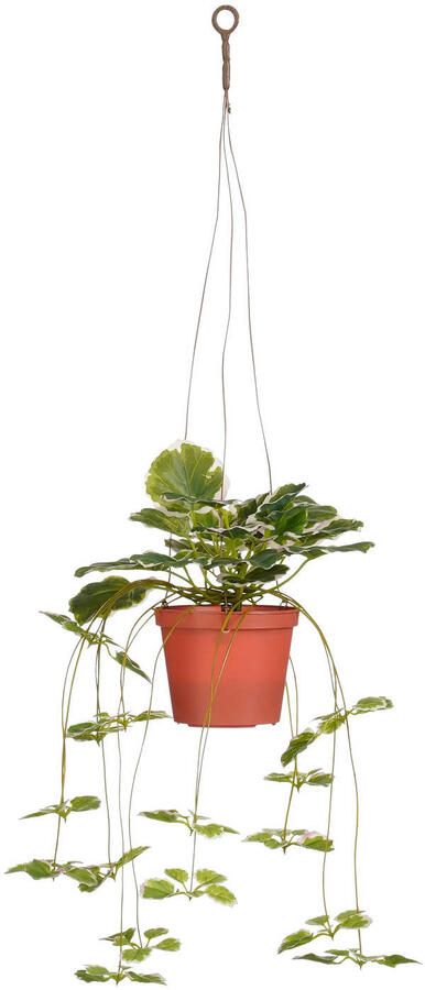 Mica Decorations kunstplant hangend Begonia
