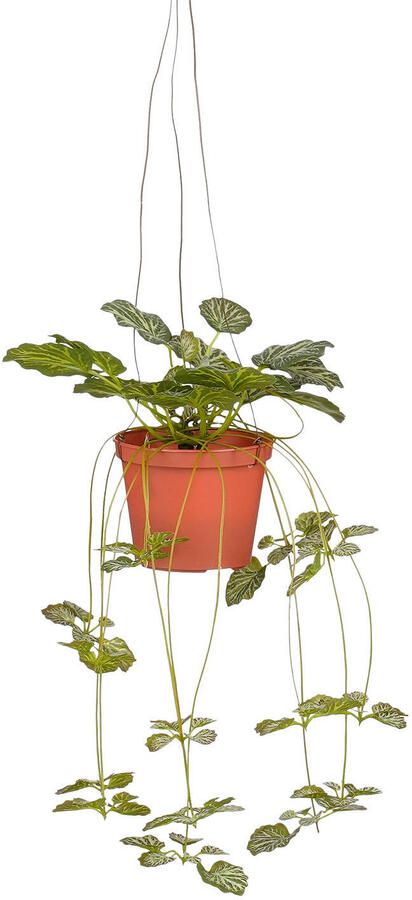 Mica Decorations kunstplant Saxifraga
