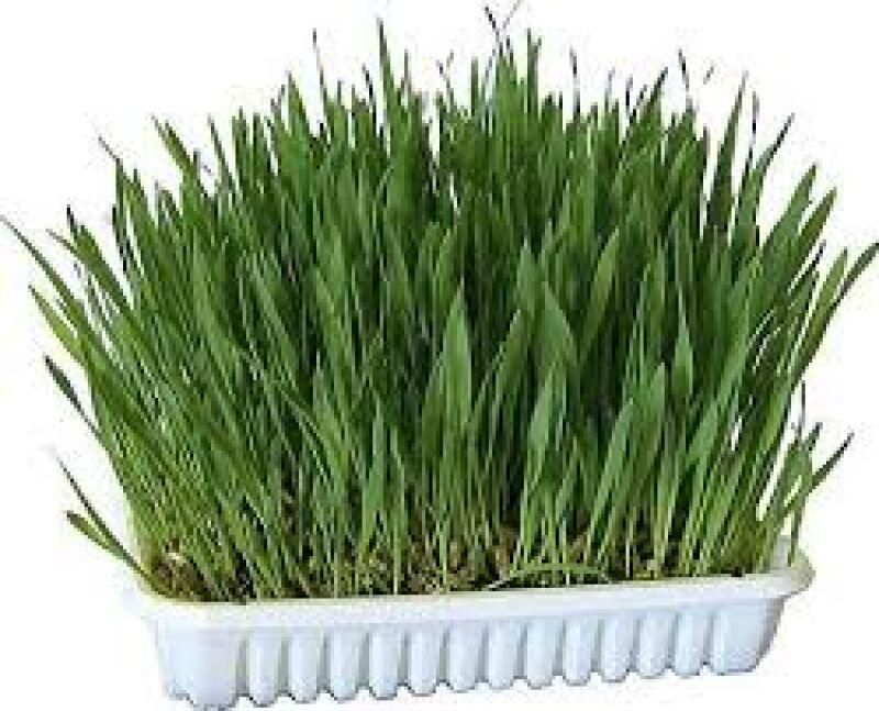 Beeztees kattengras plastic box 130 gram