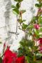 LuxeLivin' Nature Spandraadsysteem voor klimplanten 10m verzinkte kabel spandraad - Thumbnail 4