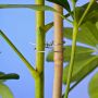 Nature Binddraad Verzinkt Touw en Bindmaterialen - Thumbnail 2