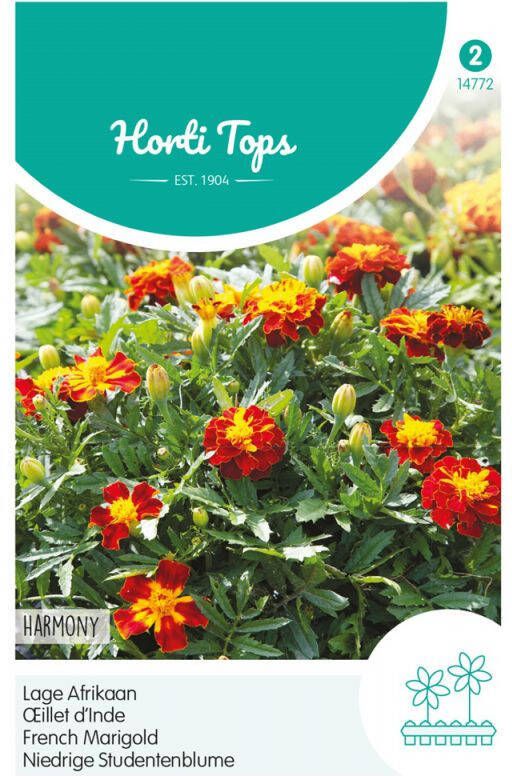 Hortitops Bloemzaden Afrikaan (Tagetes)