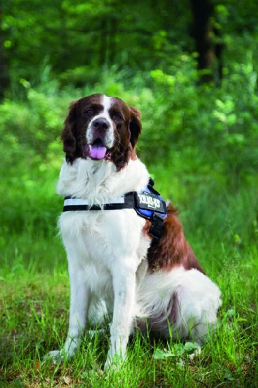 Beeztees Julius-K9 IDC-Powertuig 71-96cm blauw