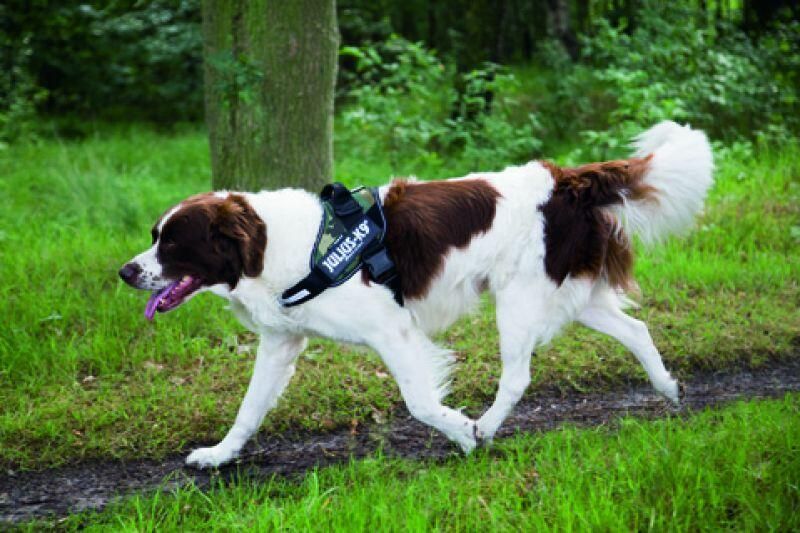 Dobeno Julius K9 Krachtharnas Idc 2-l-xl: 71-96 Cm 50 Mm Camouflage Voor Hond