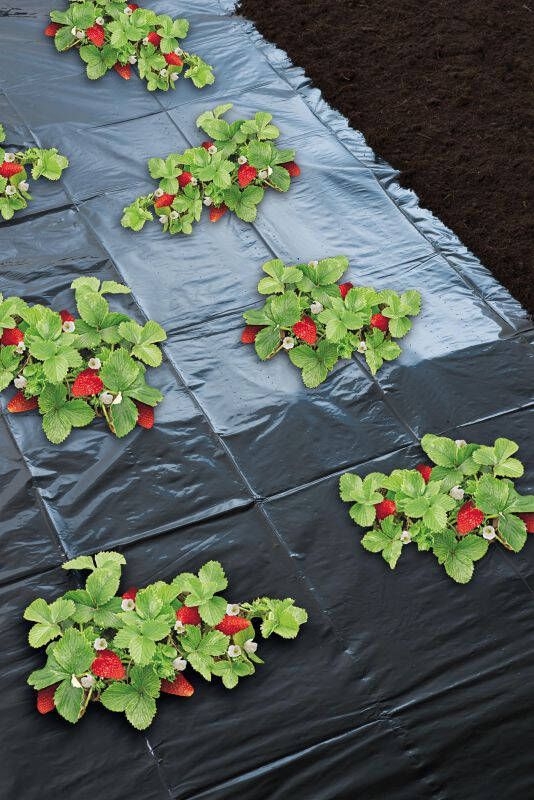 Nature Aardbeienfolie micro-geperforeerd 1.40 x 20 meter