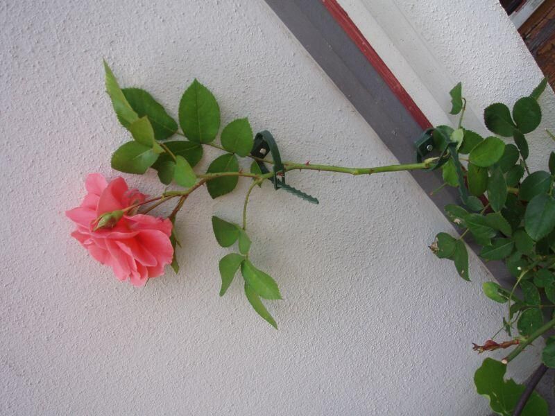 Nature Klimplantgeleiders Klim- en Geleide Artikelen Accessoires 0 5 cm 6 stuks - Foto 2