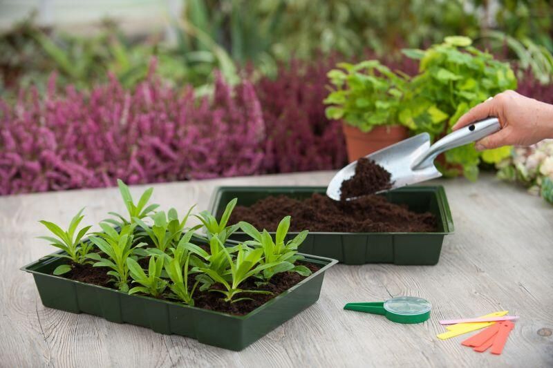 Nature Kweekbak Kweekbakken 35x23.5x5.5 cm Groen 5 stuks - Foto 2