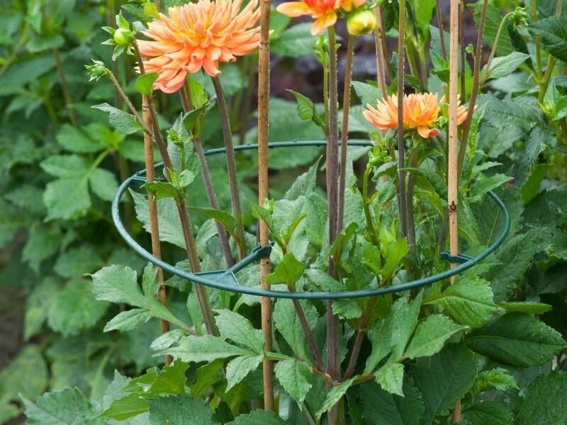 Nature Vario Plantensteunen Klim-En Geleide Artikel 0.5x40x40 cm Groen 3 stuks - Foto 2