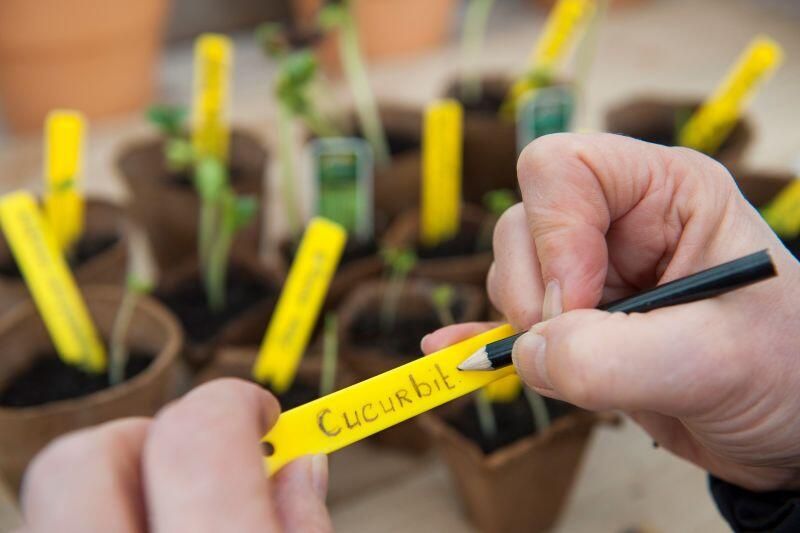 Nature Plantenetiketten + 1 Tuinpotlood 10cm 25 Stuks - Foto 2