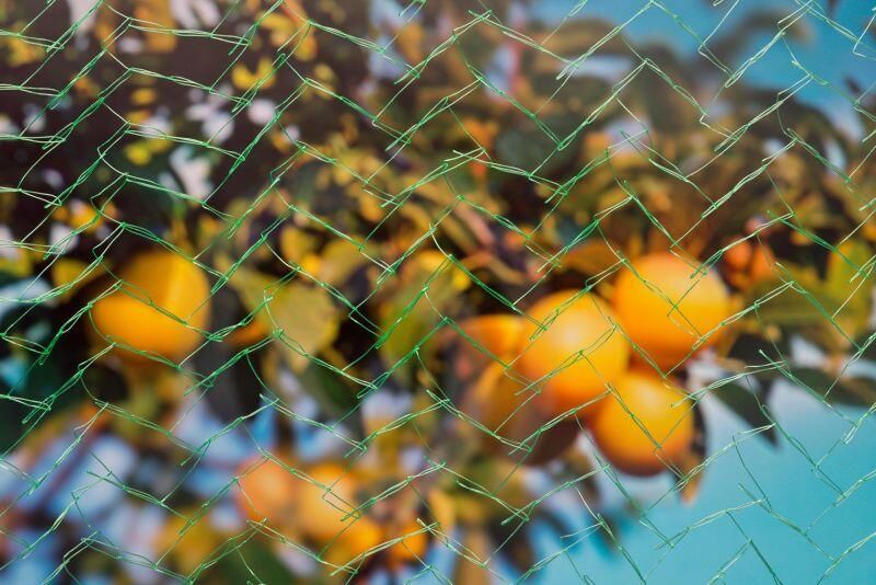 Nature Vogelnet groen 2 x 5 meter Beschermnetten voor de tuin Planten bomen beschermen tegen vogels - Foto 2