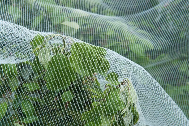 Nature Tuinnet Tegen rupsen 5.2x5m -Kweekbenodigdheden - Foto 3