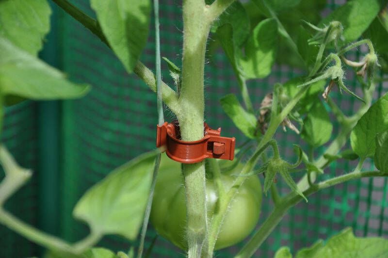 Royal Well Tomato Clips Kas accessoires