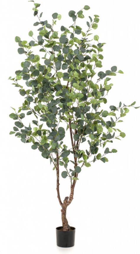 Woonexpress Kunstplant Eucalypthus Groen Polyester Groen 180x0x0cm (hxbxd)