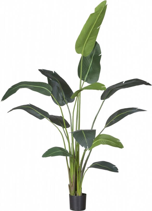 Fleur.nl Kunstplant Strelitzia Groen Polyester Groen 230x0x0cm (hxbxd) Woonexpress - Foto 2