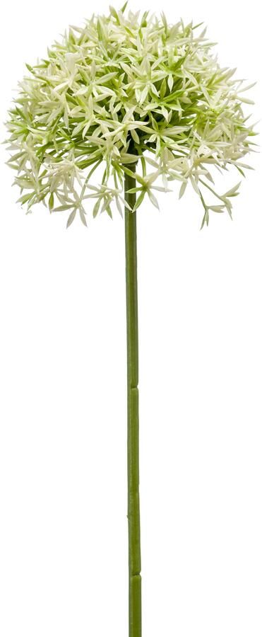 Woonexpress Kunstbloem Allium Groen Polyester Creme 62x0x0cm (hxbxd)