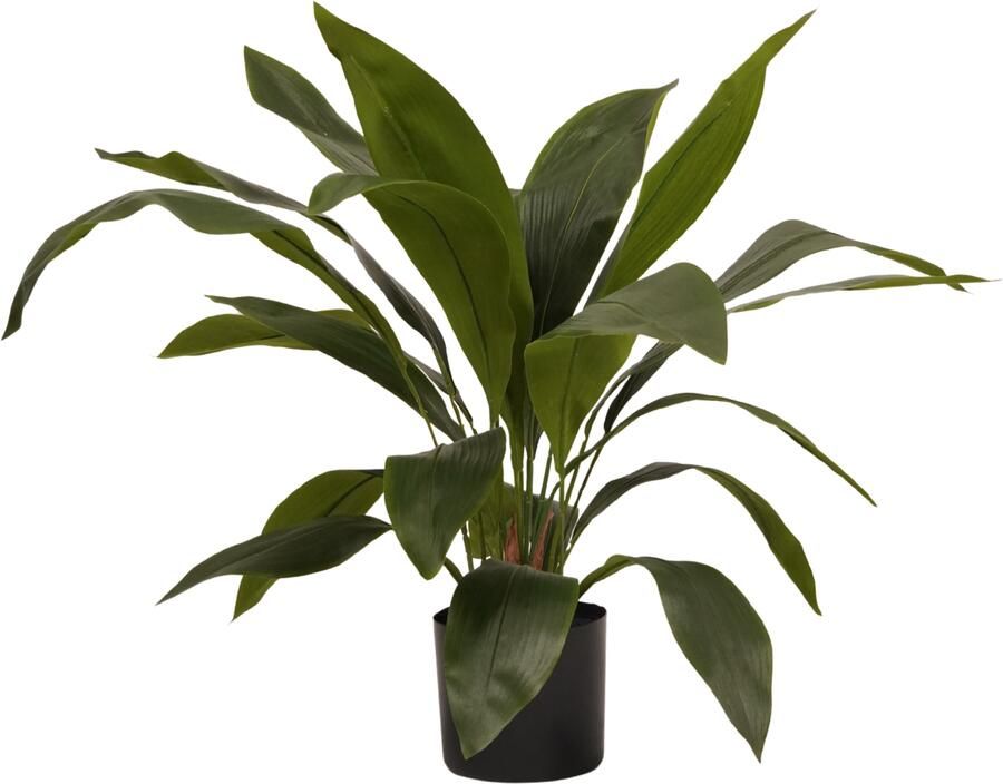 Woonexpress Aspidistra Kunstplant