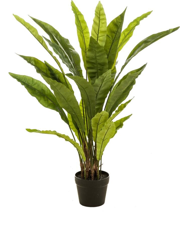 Woonexpress Fern asplenium Kunstplant