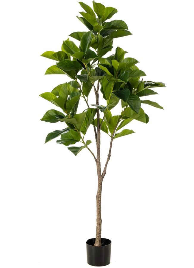 Woonexpress Ficus benghalensis Kunstplant