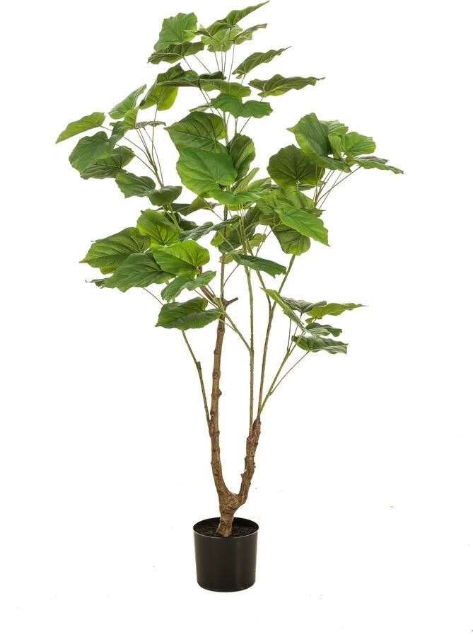 Woonexpress Ficus umbellata Kunstplant