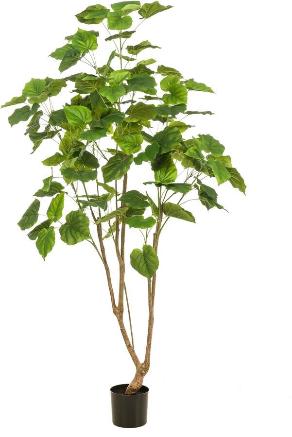 Woonexpress Ficus umbellata Kunstplant