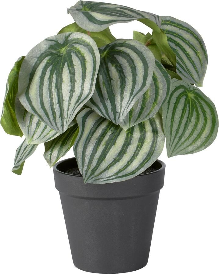 Mica Decorations Kunstplant Watermeloenplant Peperomia incl. sierpot zwart - Foto 3
