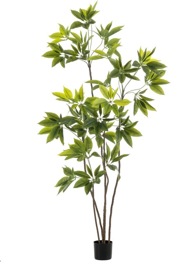 Woonexpress Schefflera Kunstplant