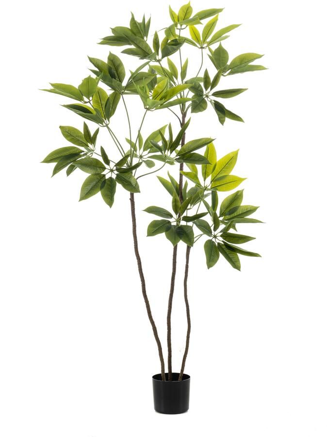 Woonexpress Schefflera Kunstplant