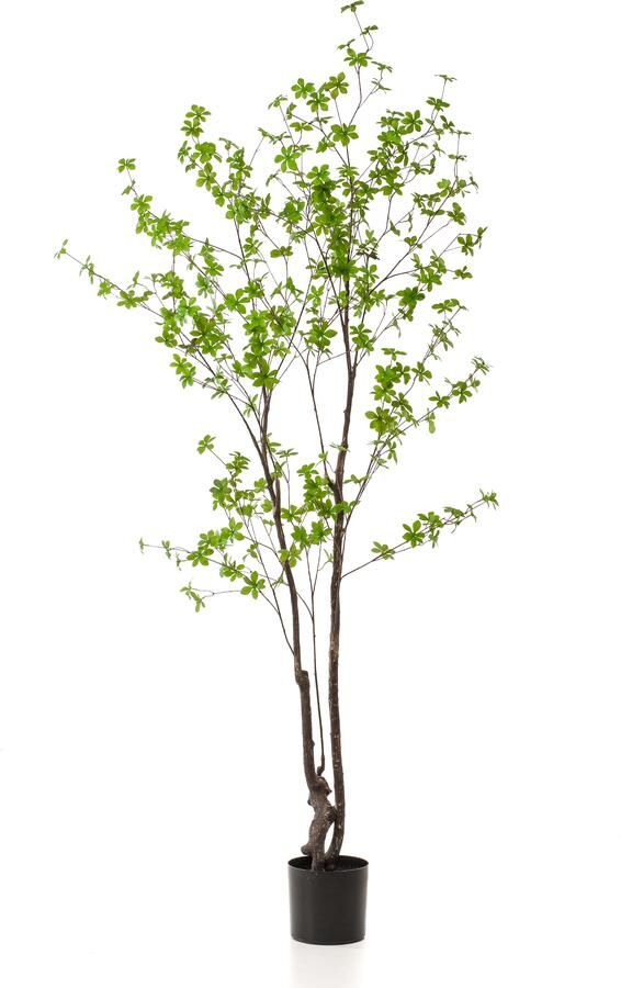 Woonexpress Tropaeolum speciosum Kunstplant